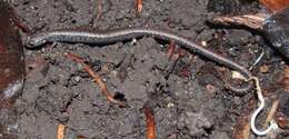 Image of California Slender Salamander