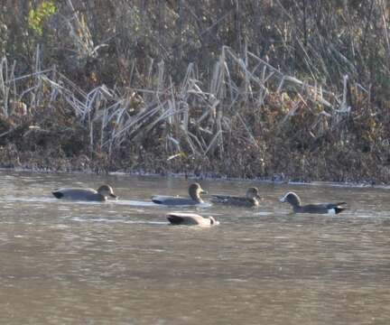 Image of American Wigeon