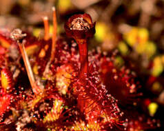 Image of Drosera uniflora Willd.