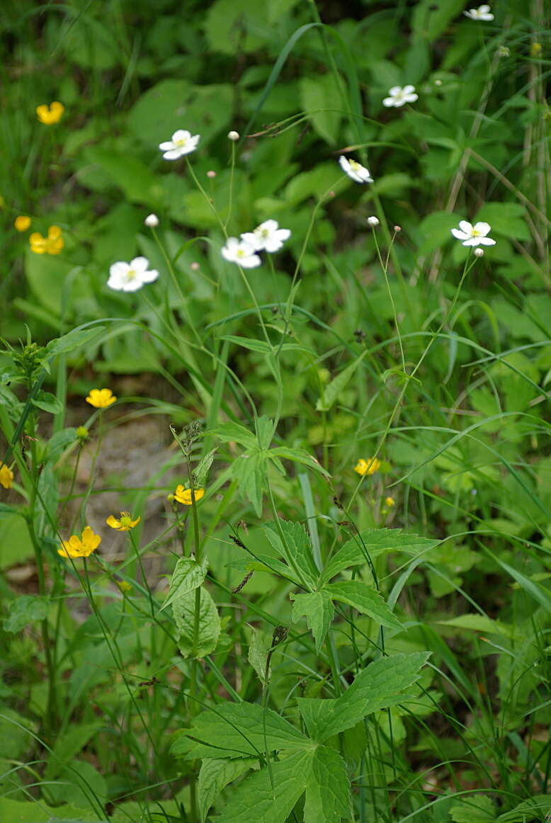 Plancia ëd Ranunculus platanifolius L.