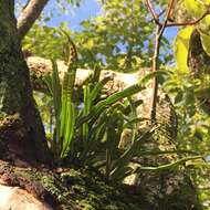 Image of Weeping Fern