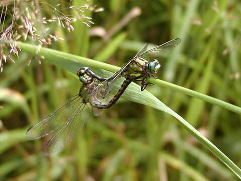 صورة Ophiogomphus aspersus Morse 1895