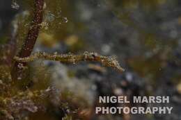 Image of Acentronura tentaculata