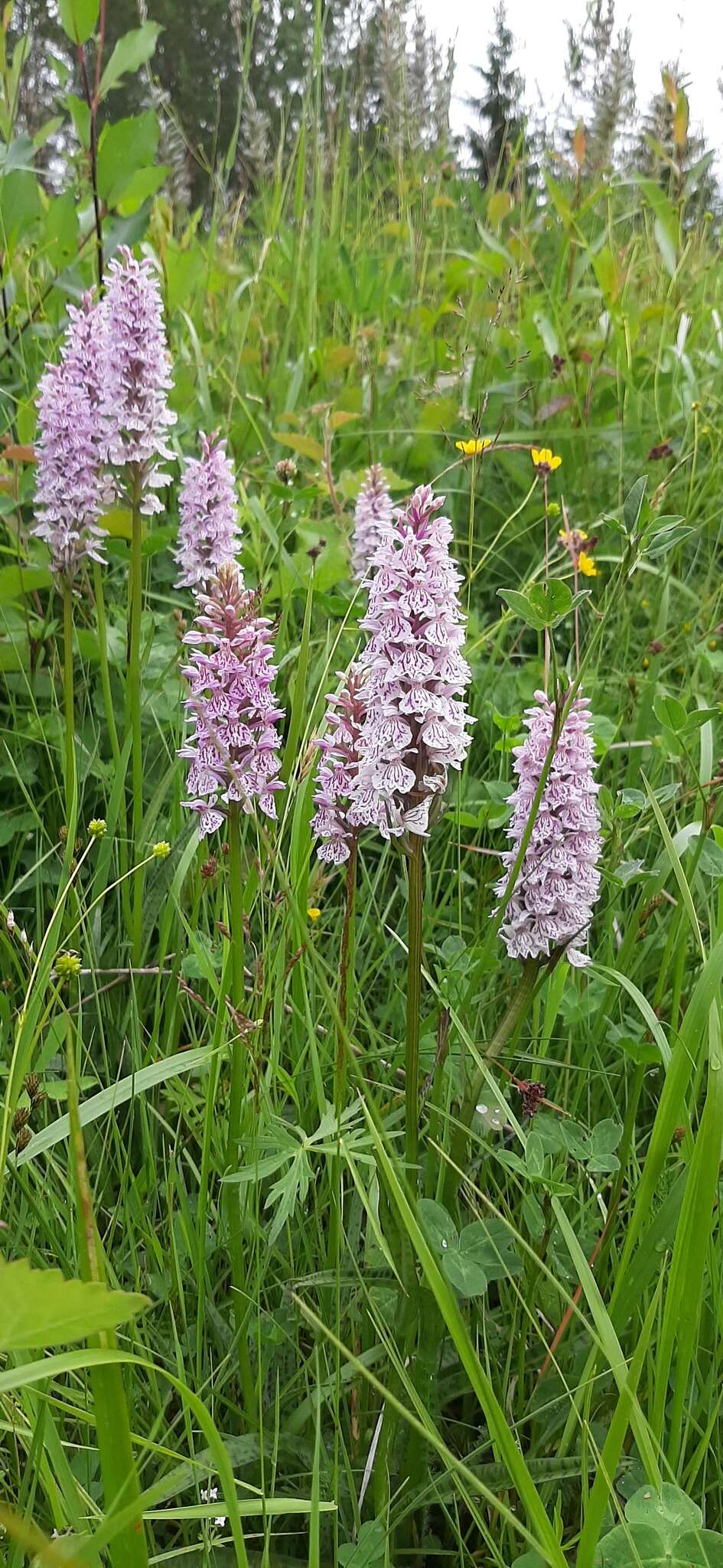 Image de Dactylorhiza maculata subsp. maculata