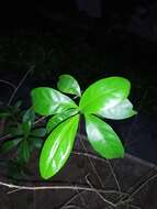 Pseuderanthemum laxiflorum (A. Gray) Hubbard ex L. H. Bailey resmi