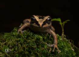 Image of Alsodes valdiviensis Formas, Cuevas & Brieva 2002