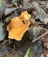 Image of Newfoundland chanterelle