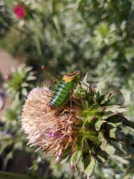 Image of Crimean Bright Bush-Cricket