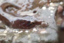 Image of New Zealand urchin clingfish