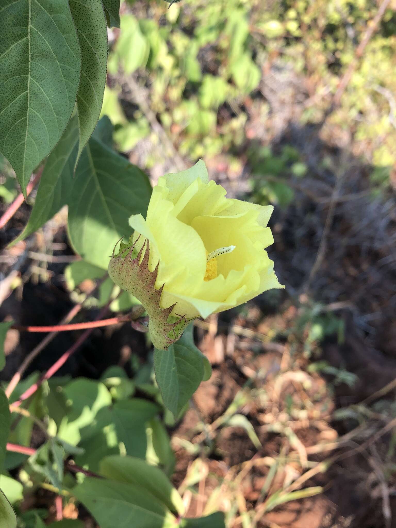 Image of Darwin's Cotton