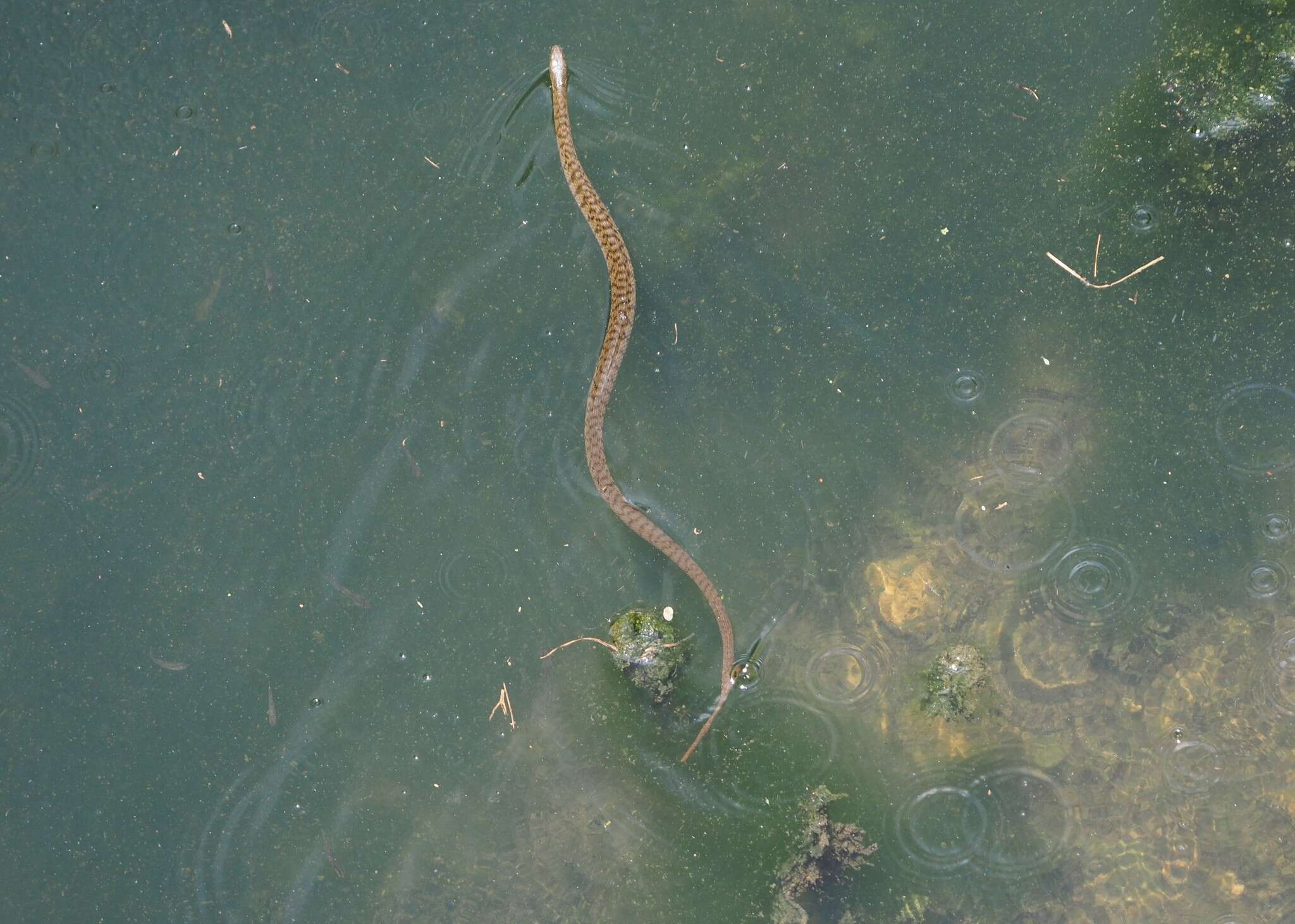 Image of <i>Trimerodytes percarinatus suriki</i>