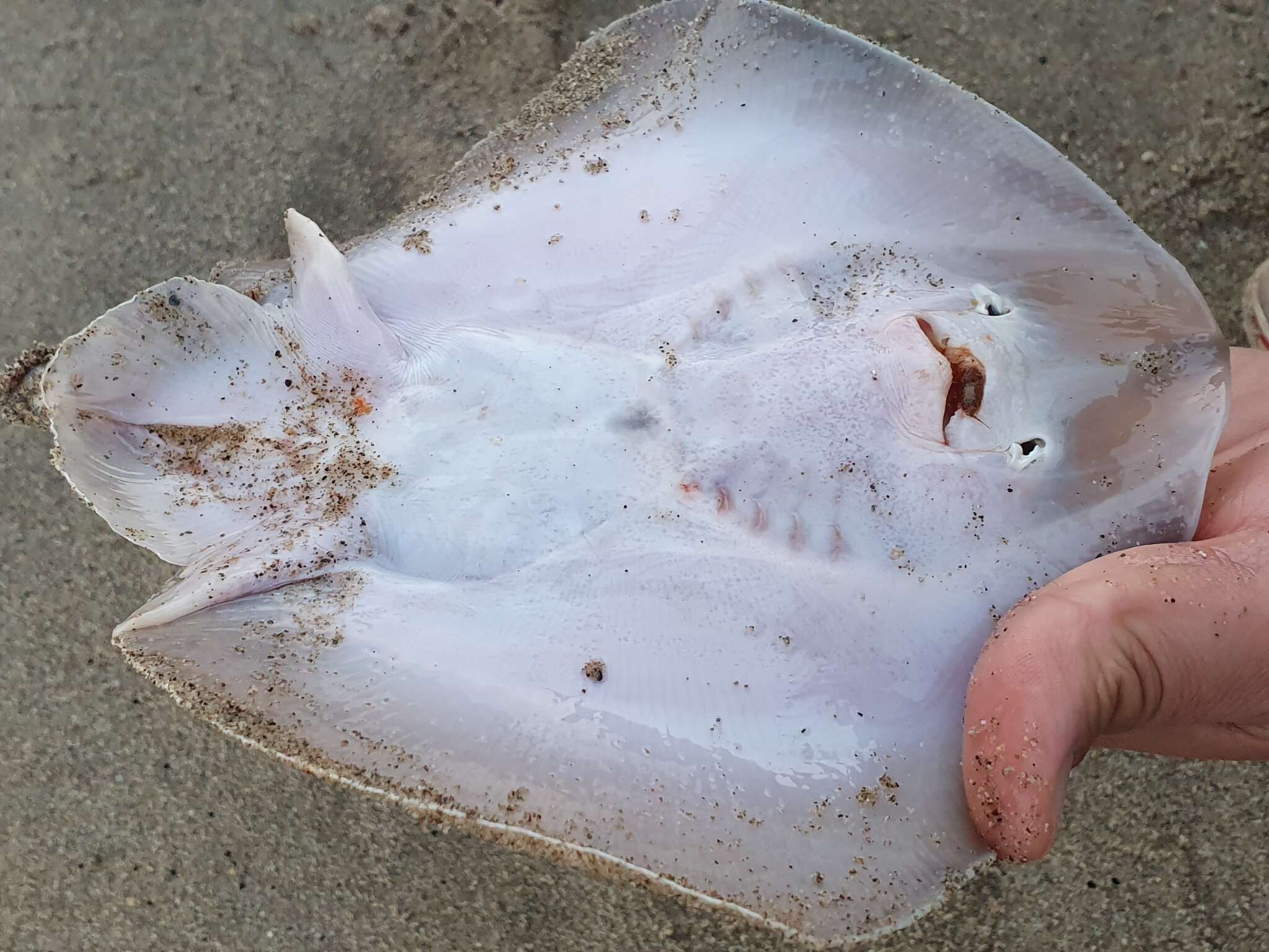 Image of Rough Ray