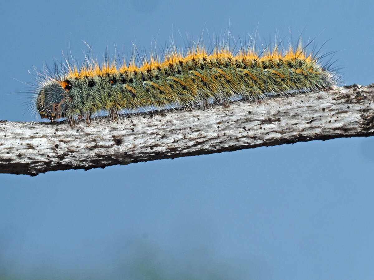 Image of grass eggar