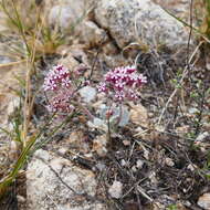 Asclepias nummularia Torr. resmi