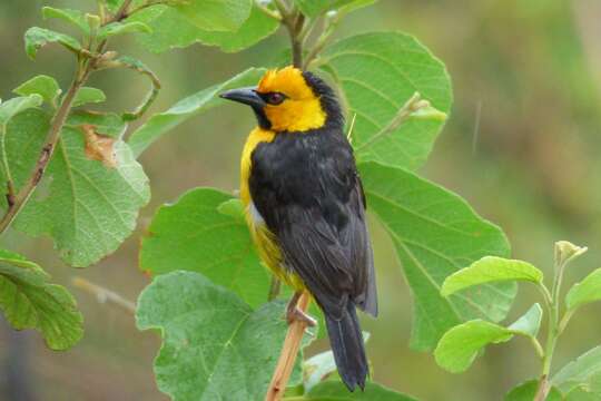 Image of Black-necked Weaver