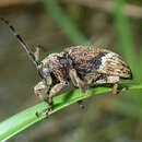 Image of Euthima rodens (Bates 1865)