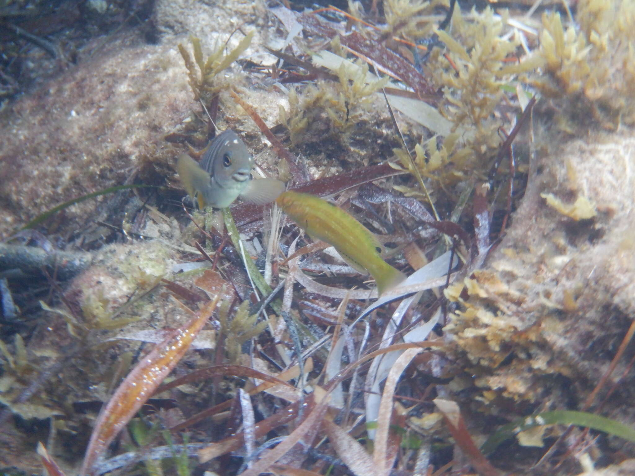 Image of False senator wrasse