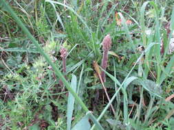 Imagem de Orobanche litorea Guss.