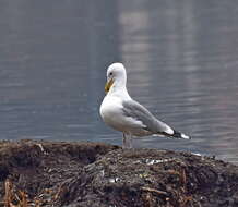 Image of Caspian Gull