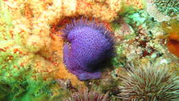 Image of Knobbly anemone