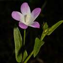 Image of Hibiscus caerulescens Baill.