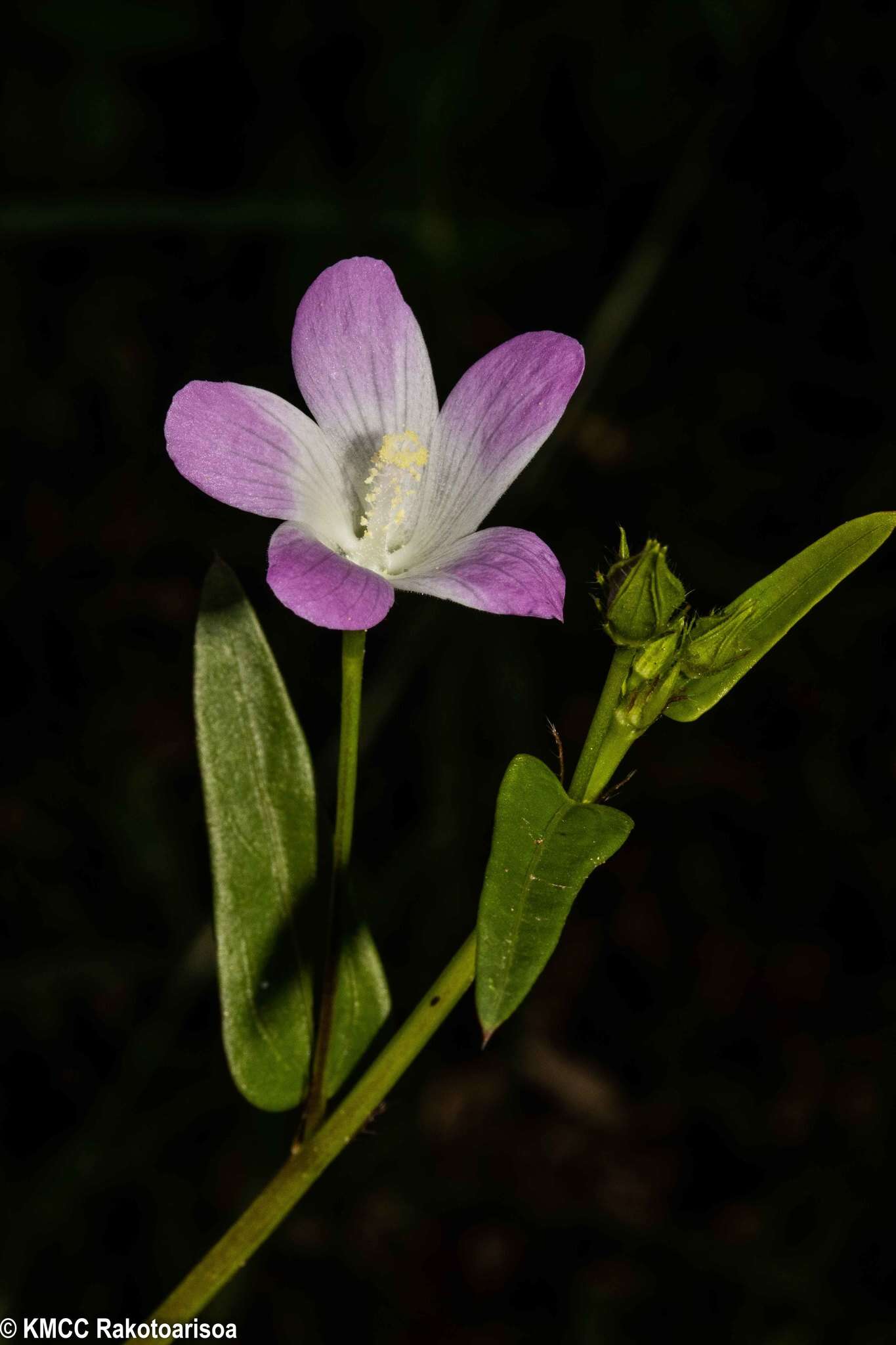 Image of Hibiscus caerulescens Baill.