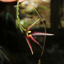 Image of Bulbophyllum crenilabium W. Kittr.