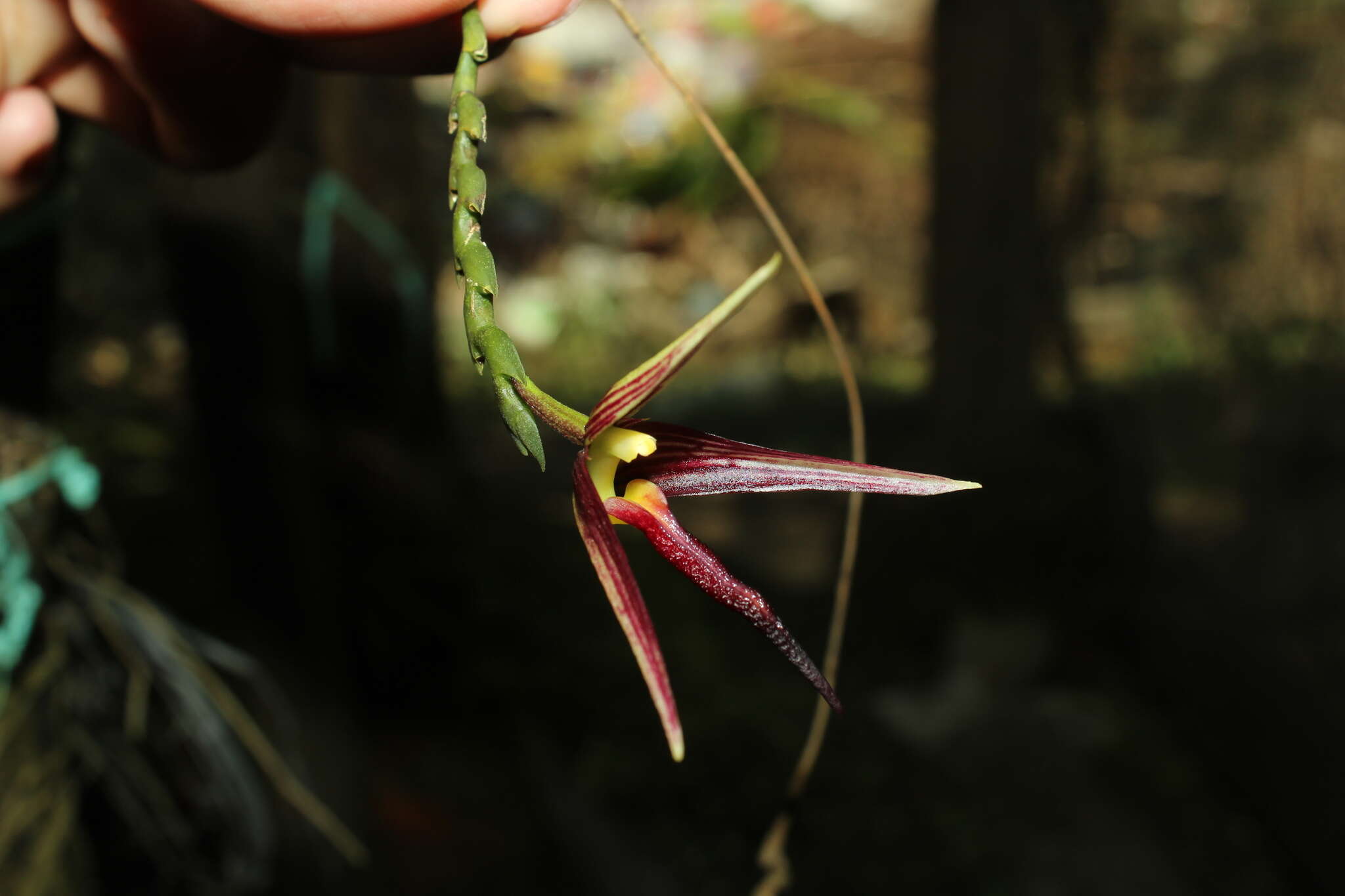 Image of Bulbophyllum crenilabium W. Kittr.