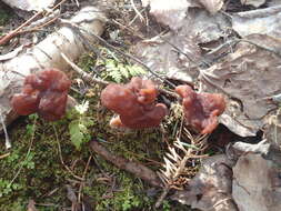 Imagem de Gyromitra esculenta (Pers.) Fr. 1849