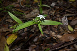 Image of Schelhammera multiflora R. Br.