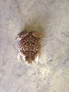 Image of Giant toad