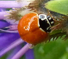 Image of Spotless Lady Beetles