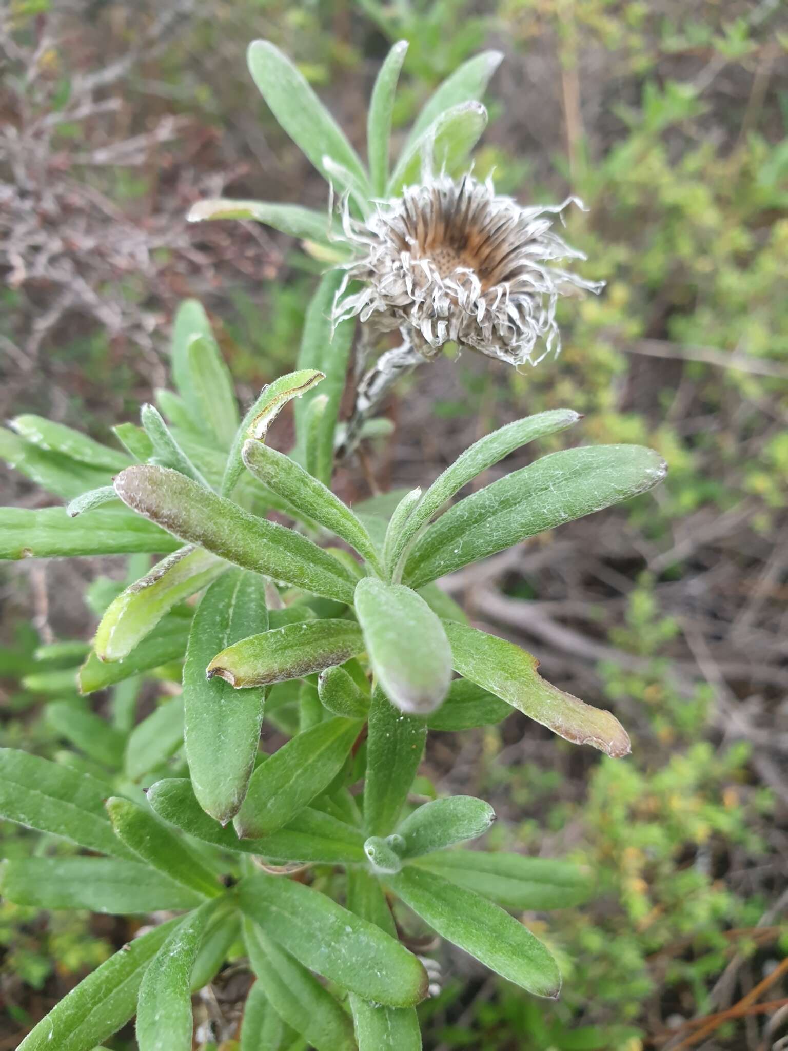 Слика од Helichrysum leucopsideum DC.