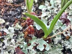 Image of Bulbophyllum rugosibulbum Summerh.