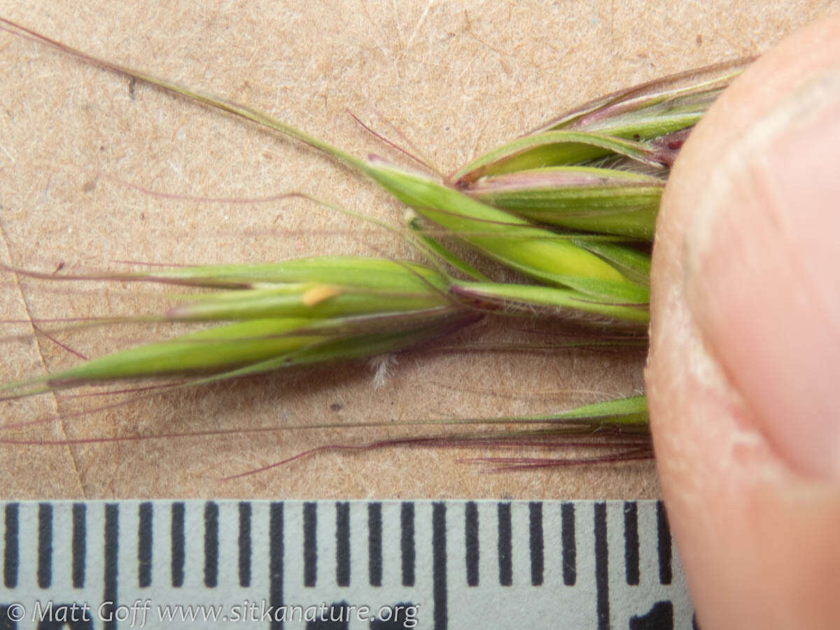 Imagem de Elymus hirsutus J. Presl