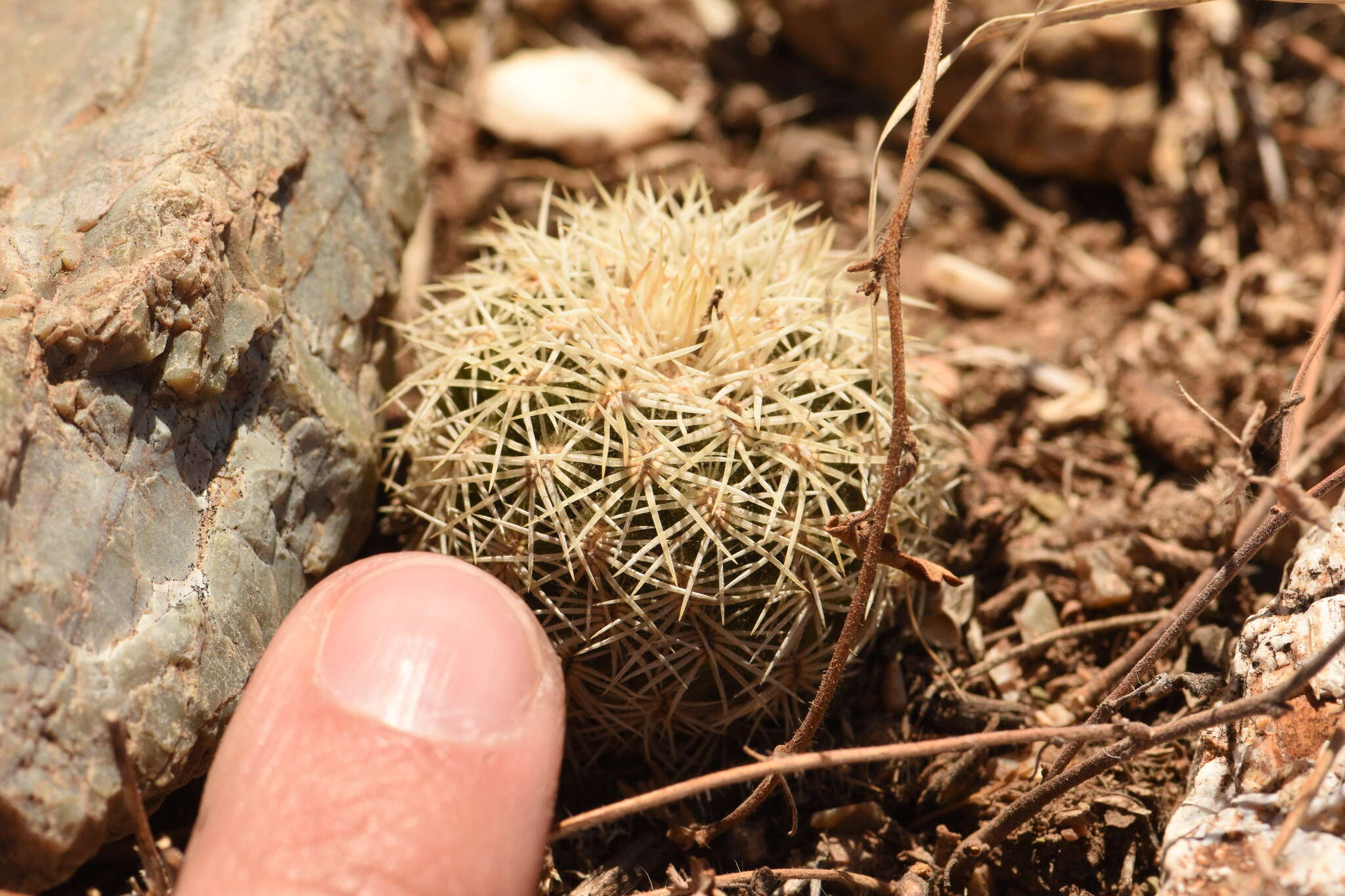 Image of Correll's hedgehog cactus