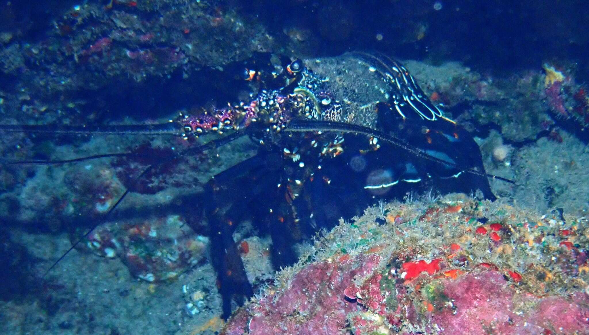 Image of Banded Spiny Lobster