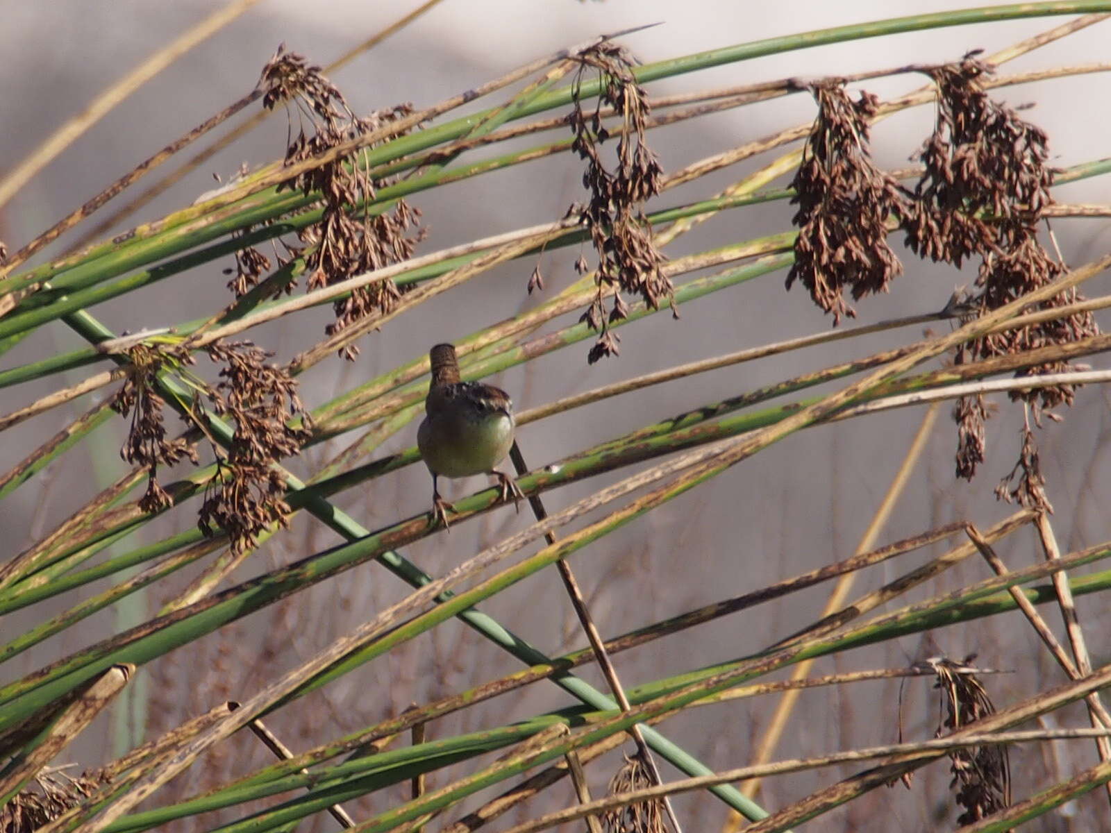 Image of Marsh Wren