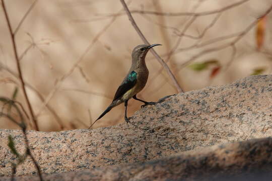 Image of Beautiful Sunbird