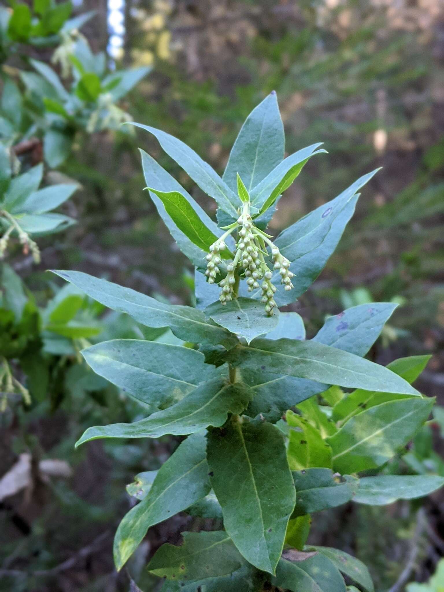 Image de Arctostaphylos andersonii A. Gray