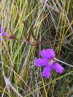 Слика од Scaevola ramosissima (Smith) K. Krause