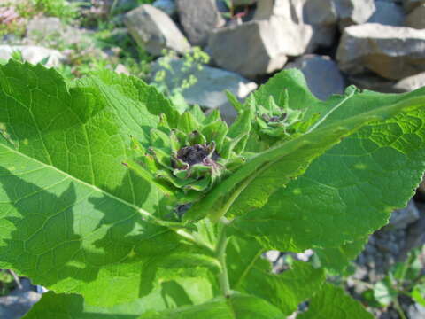 Image of Inula magnifica Lipsky