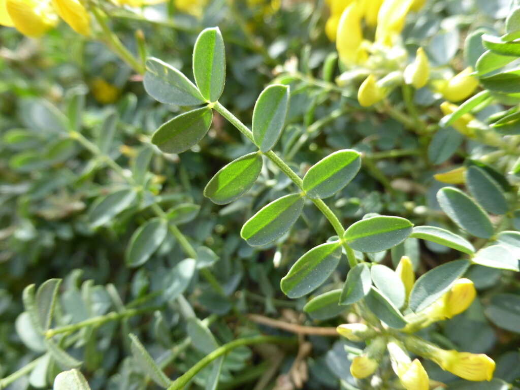 Plancia ëd Hippocrepis valentina Boiss.