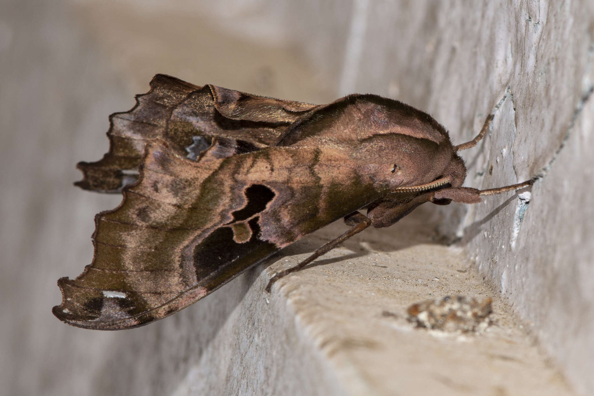 Image de Morwennius decoratus (Moore 1872)