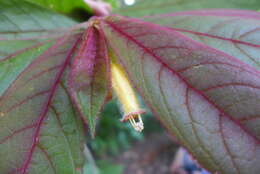 Image of Columnea polyantha (Wiehler) L. E. Skog