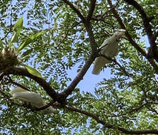 Cacatua ducorpsii Pucheran 1853 resmi