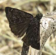 Image of Erynnis pacuvius Lintner 1878