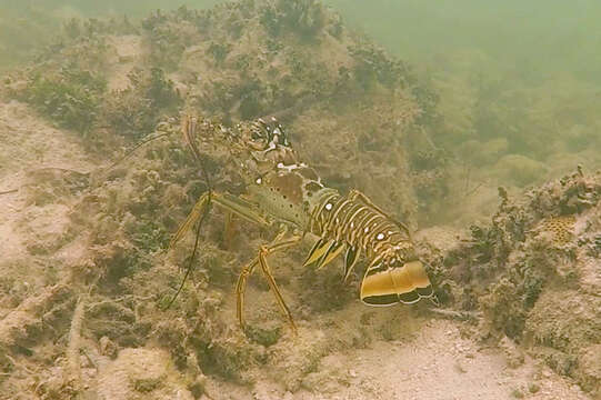 Image of Caribbean Spiny Lobster