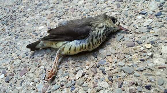 Image of waterthrush