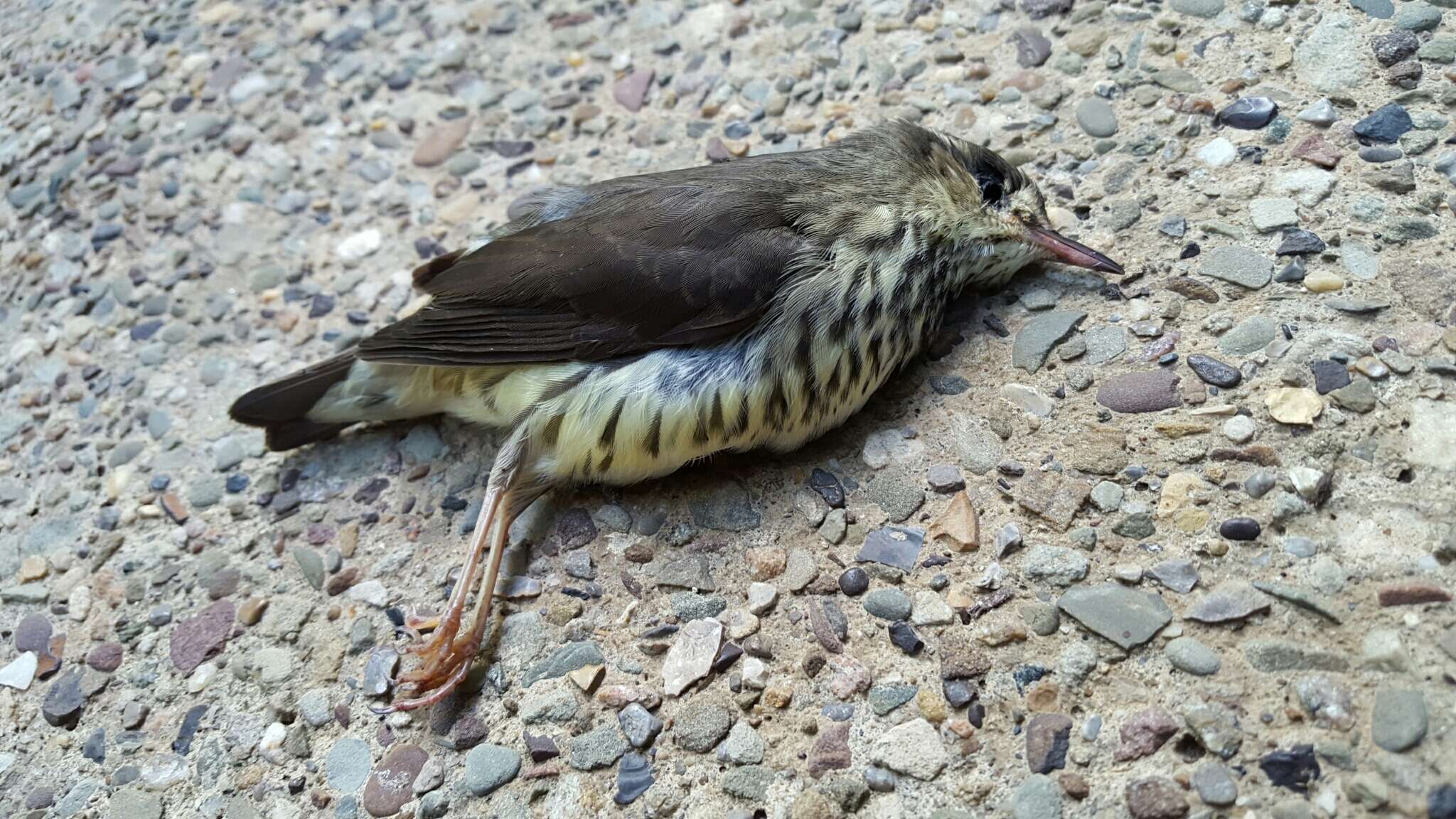 Image of waterthrush